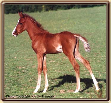 Rowengay Gilded Amber