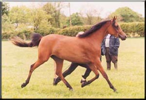 LTF Kalisha - Junior Champion