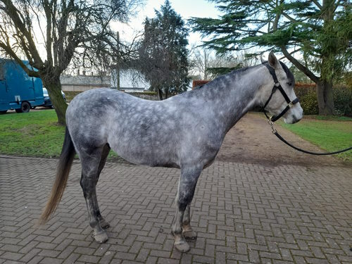 Vlacq Awaal Emir (Prince)