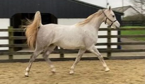 HS Dandini