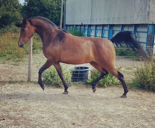 Hakkar (Leroy)