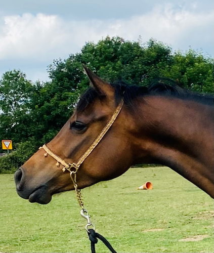 Hakkar (Leroy)