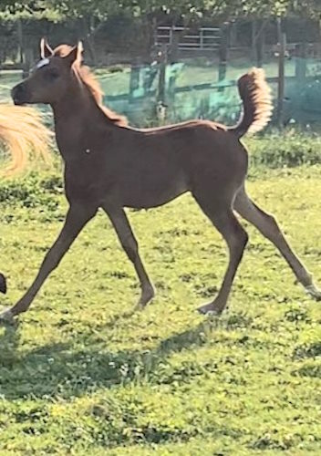 Colt 2023