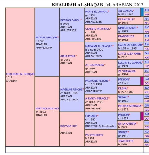 Khalidah Al Shaqab