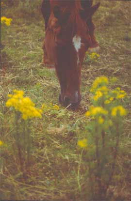 The danger of Ragwort
