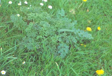 The florets of the Ragwort Plant