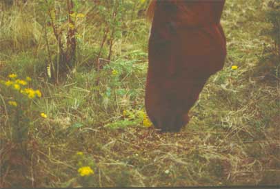 Grazing near Ragwort