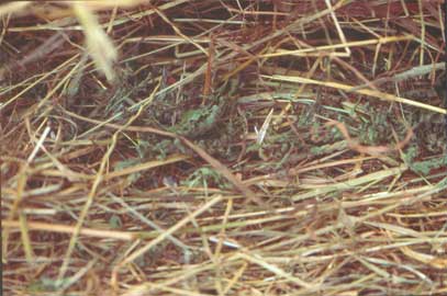 Ragwort in Hay