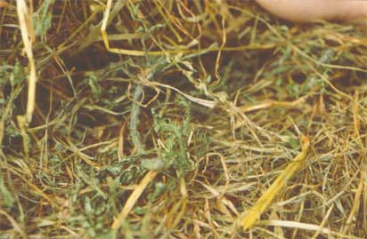 Ragwort in Haylage